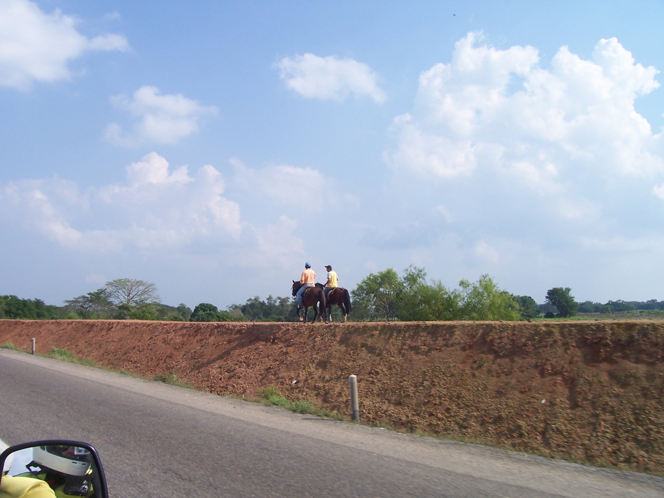 Two Horses On A Dike
